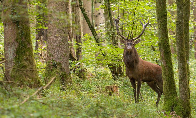 photo biche, cerf et faon 17 © Dominique FOULAIN